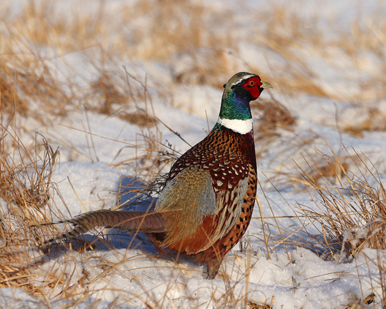 Pheasant rooster in snow