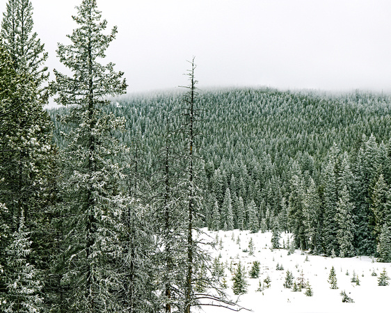 Snowy landscape in the Bighorn Mountains