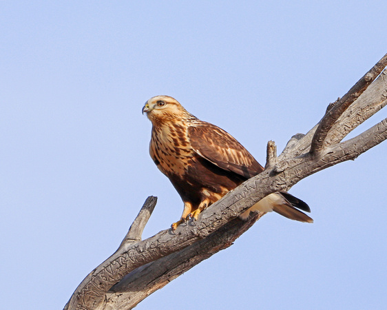 Rough legged hawk on old branch