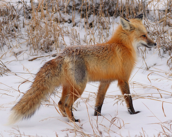 Red fox in snow 2