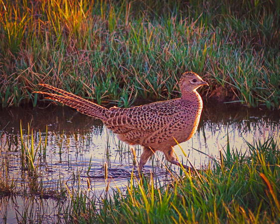 pheasant hen in puddle