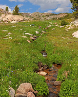 Beartooth pass stream