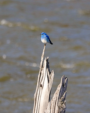 Mountain bluebird over the Shoshone River