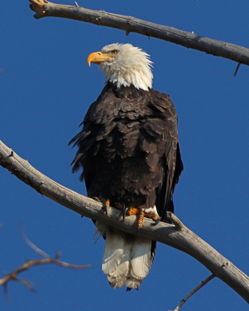 Bald eagle at Yellowstone Lake