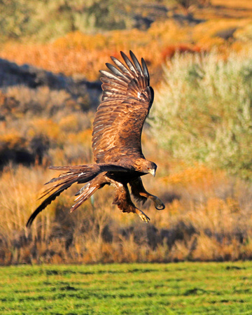 Golden eagle hunting