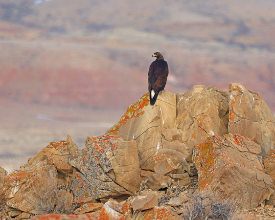 Golden Eagle on rocks