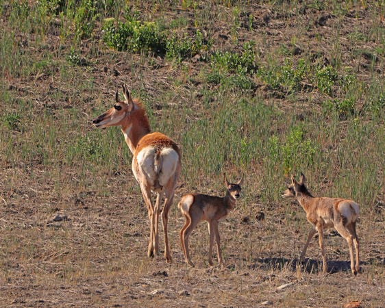 Antelope with 2 fawns