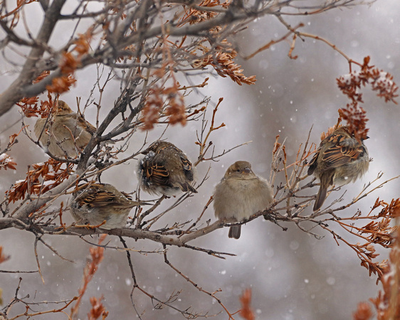 House sparrows in snow