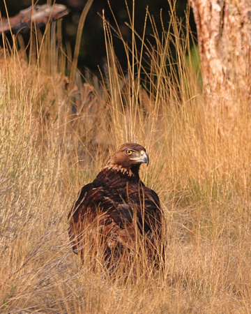 Golden eagle grounded by raven