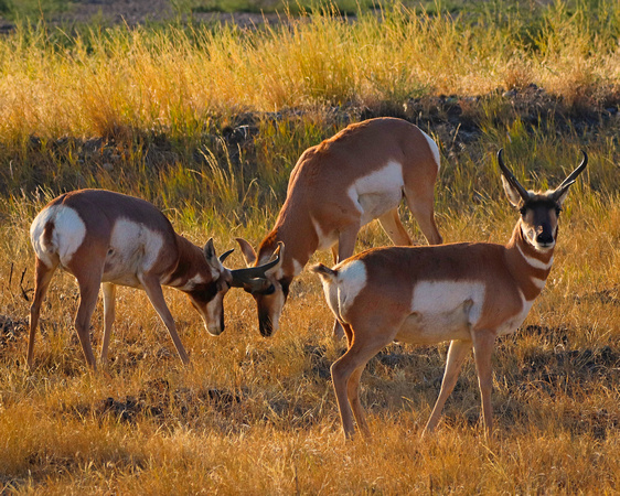 Antelope bucks sparring