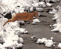 Bighorn yearling jumping deer creek