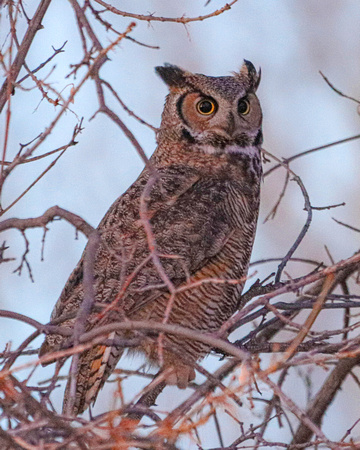 Great horned owl big eyes