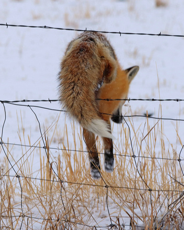 Fox jumping fence