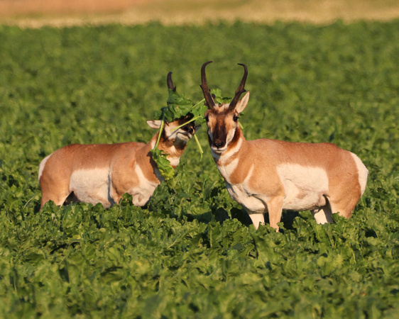 Antelope bucks attempting camoflauge