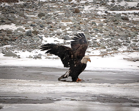 Bald eagle in snow and ice