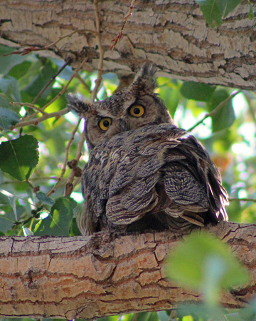 Great horned owl in green tree