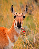 Antelope with indian paintbrush