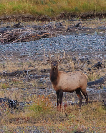 Bull elk southfork of the shoshone