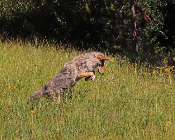 Coyote hunting in YNP