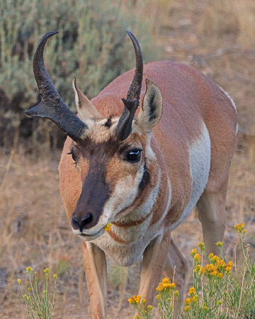 Antelope buck eating yellow flowers