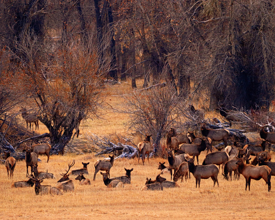 Elk herd with big bulls
