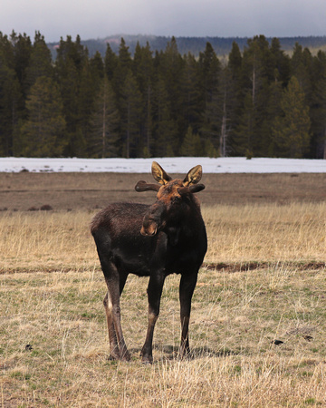 Bull moose in velvet
