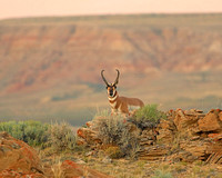 Antelope buck behind rocks