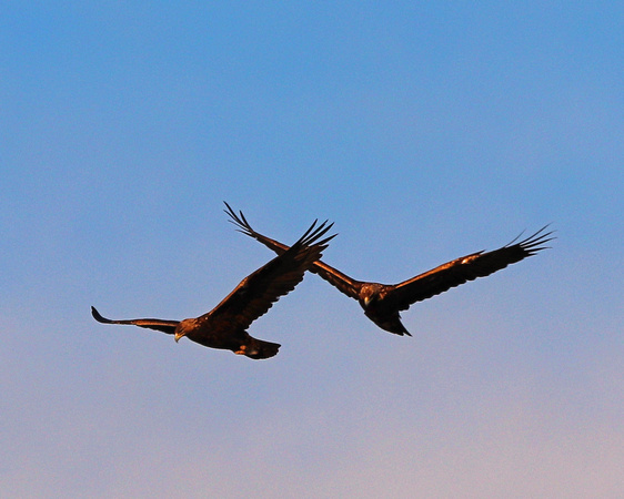 Golden eagles flying together