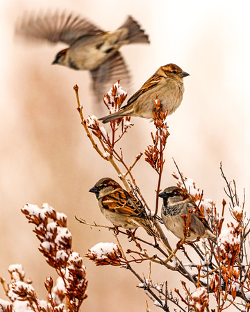 House sparrows