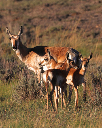 Antelope with 3 fawns