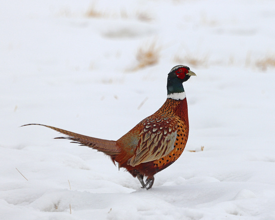 Pheasant rooster walking in snow