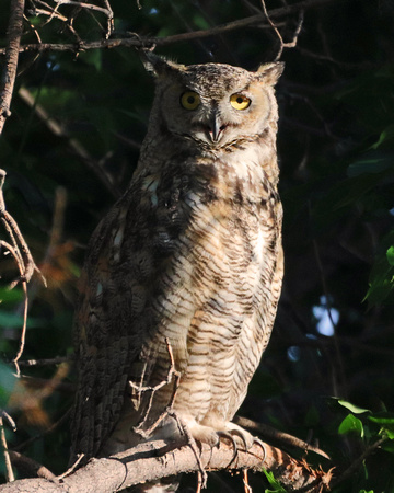 Great horned owl upright