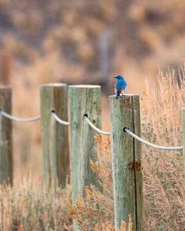 Bluebird on a post