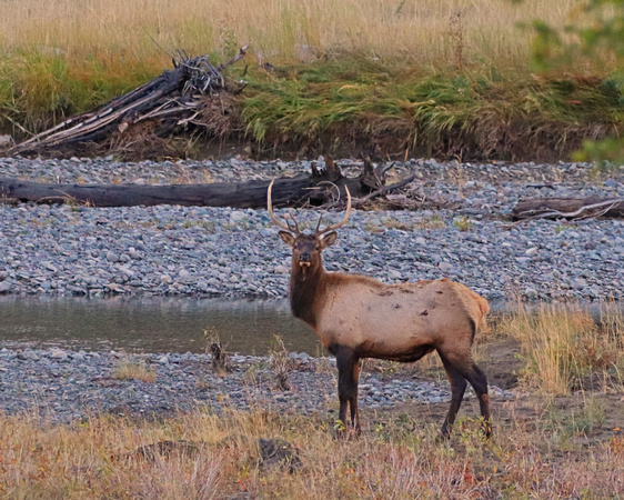 Bull elk near stream