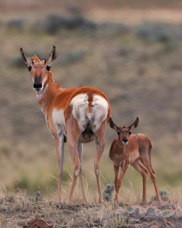 Antelope with fawn