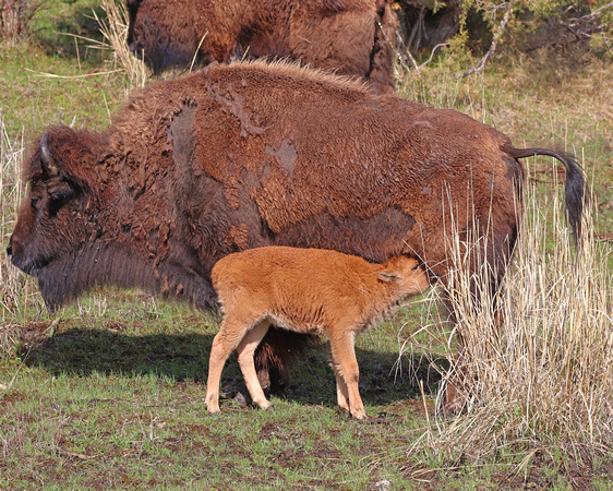 Bison feeding baby
