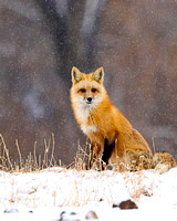 Fox in snow looking at me