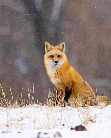 Fox in snow looking at me