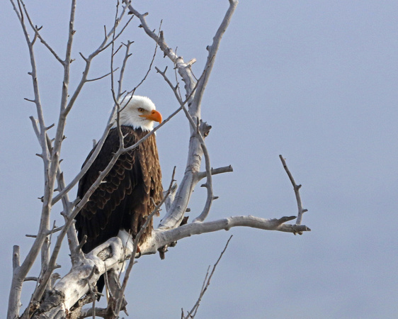 Bald Eagle on lucky branch