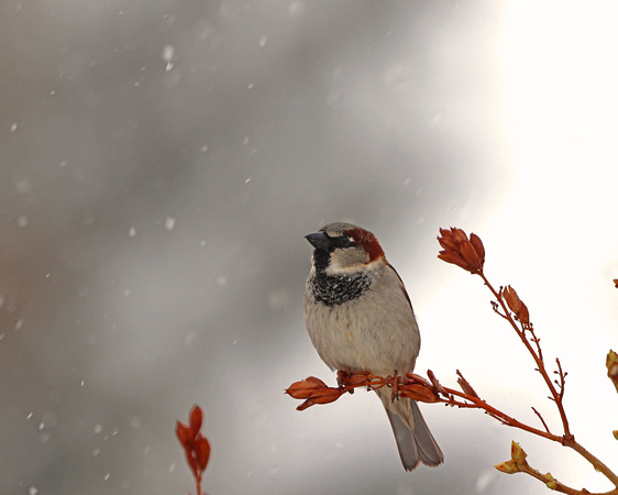 House sparrow watching snow