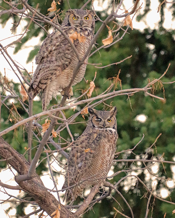 Great horned duo