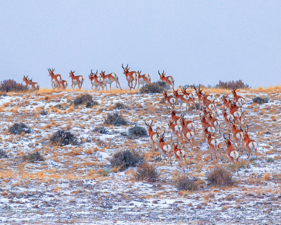 Antelope herd running