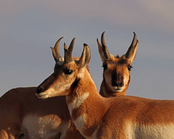 2 antelope bucks together