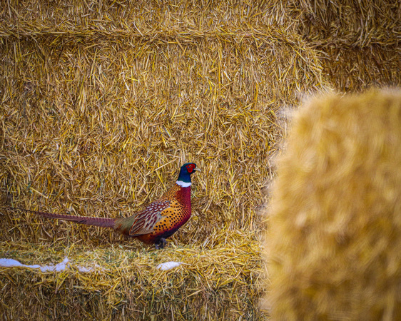 Pheasant on hay