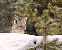 Coyote peeking over ridge in YNP