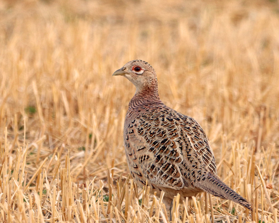 Pheasant hen in field