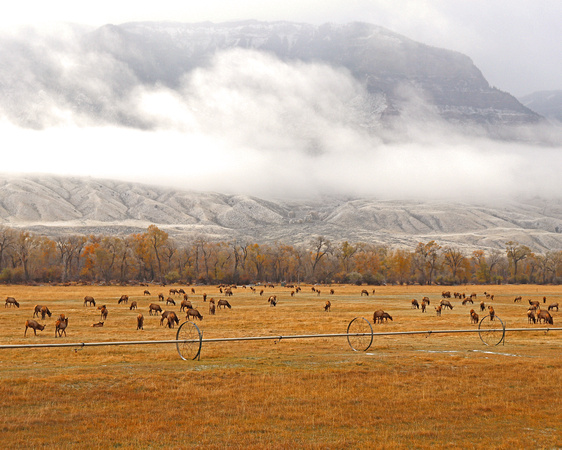 Elk herd southfork