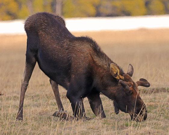 Bull moose in velvet eating short grass