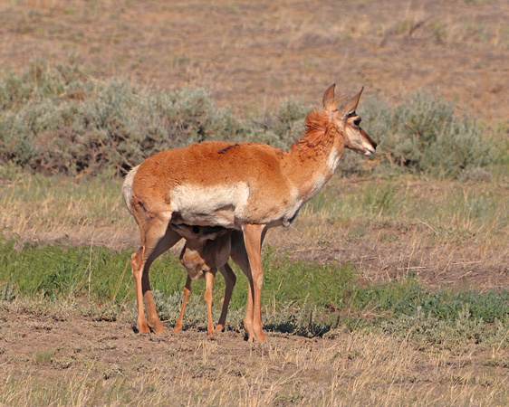 Antelope nursing fawn