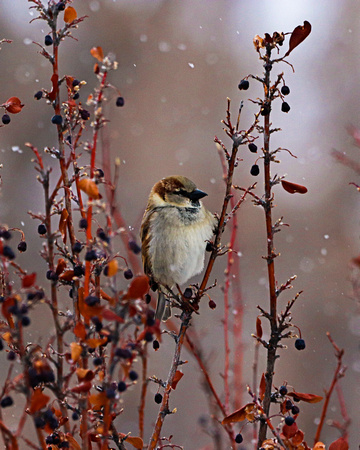 House sparrow in snow and berries